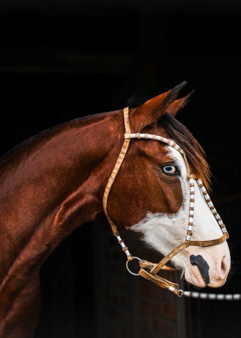 Competição Paleteadas e Rodeios